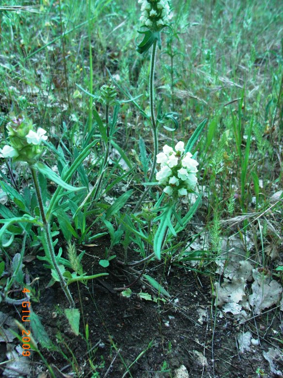 Prunella laciniata